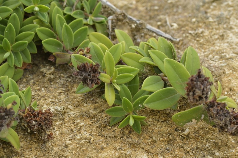 Veronica chathamica photo 5