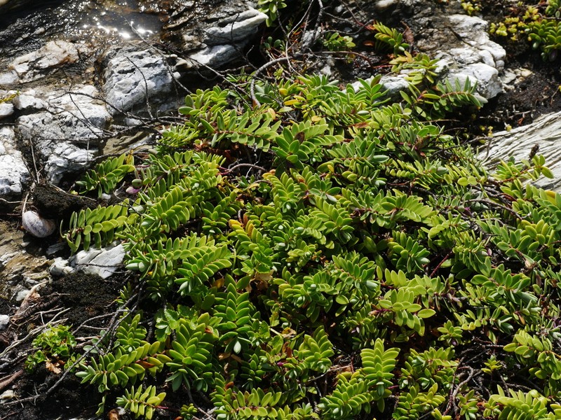 Veronica chathamica photo 6