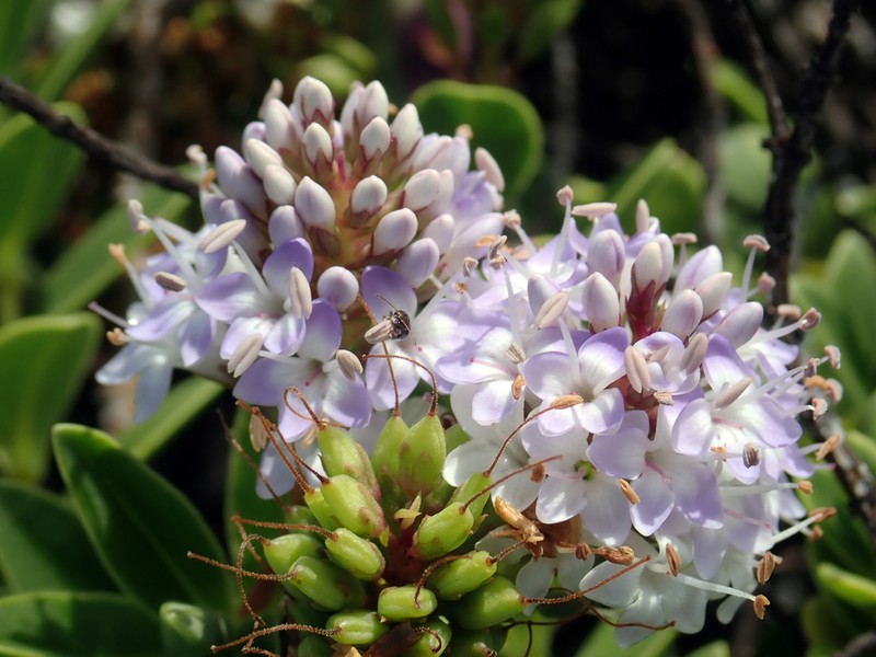 Veronica chathamica photo 7