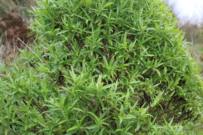 Veronica chathamica photo 8