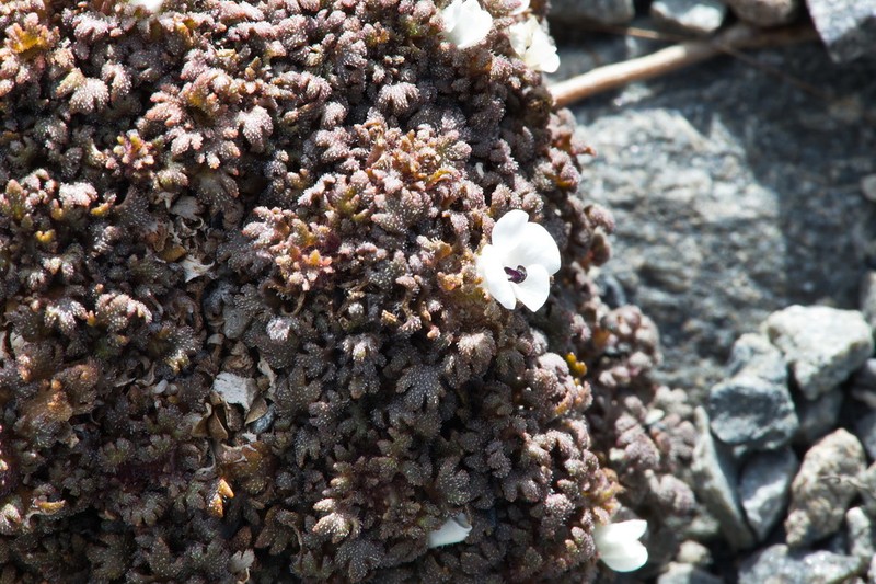 Veronica cheesemanii