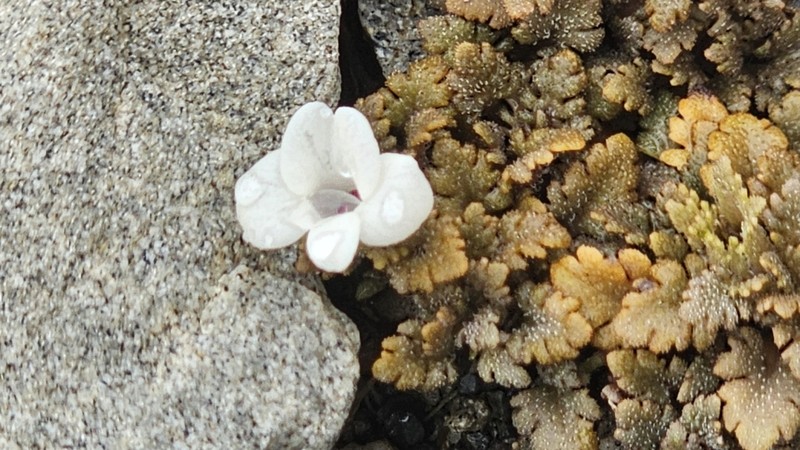 Veronica cheesemanii photo 3