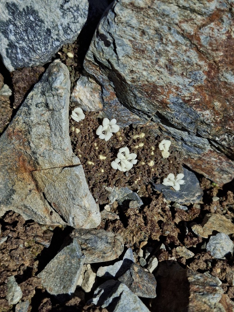 Veronica cheesemanii subsp. cheesemanii