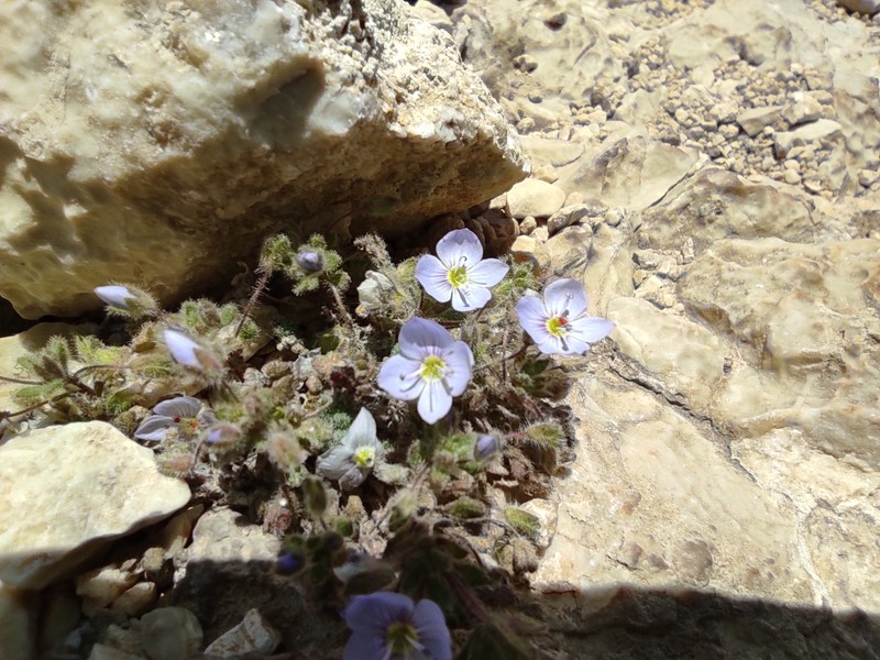 Veronica chionantha photo 3