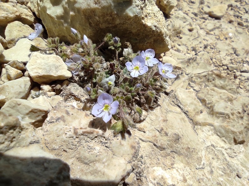 Veronica chionantha