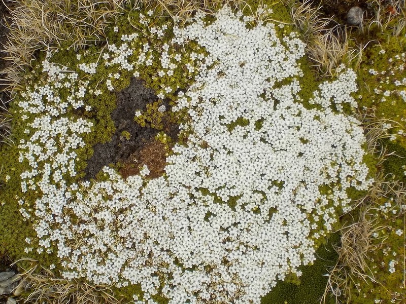 Veronica chionohebe