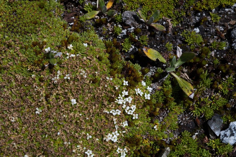 Veronica chionohebe photo 2