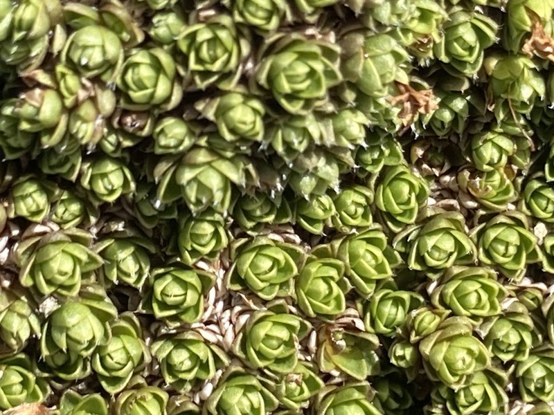 Veronica chionohebe photo 3