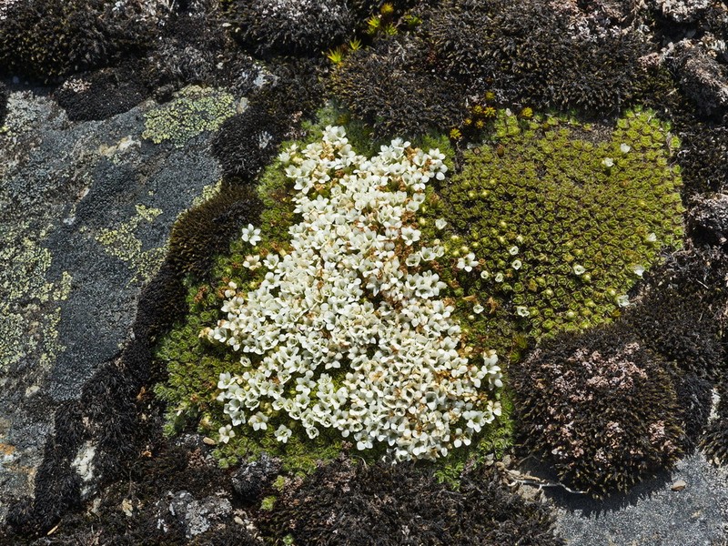 Veronica chionohebe photo 4