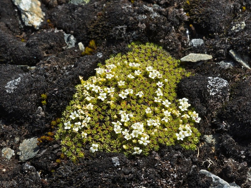 Veronica chionohebe photo 5