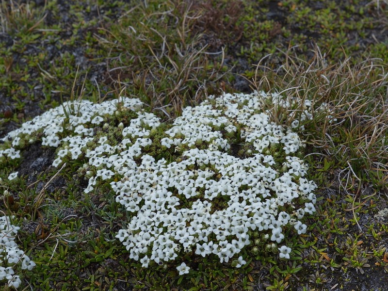 Veronica chionohebe photo 6