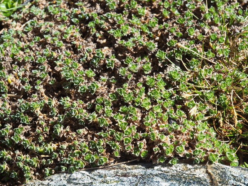 Veronica chionohebe photo 7
