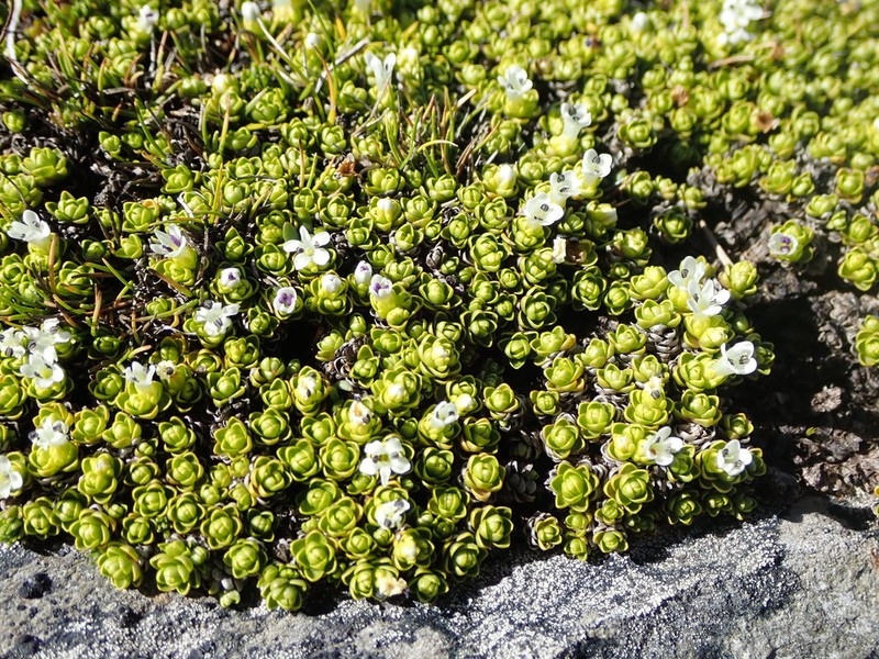 Veronica chionohebe photo 8