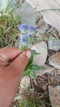 Veronica ciliata