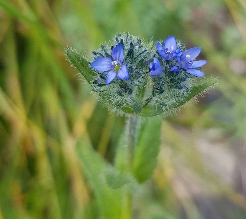 Veronica ciliata photo 2