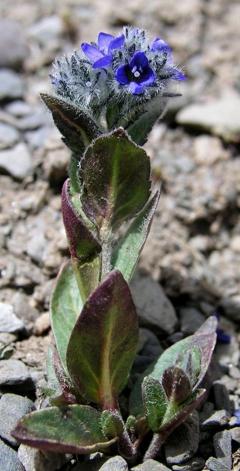 Veronica ciliata photo 3