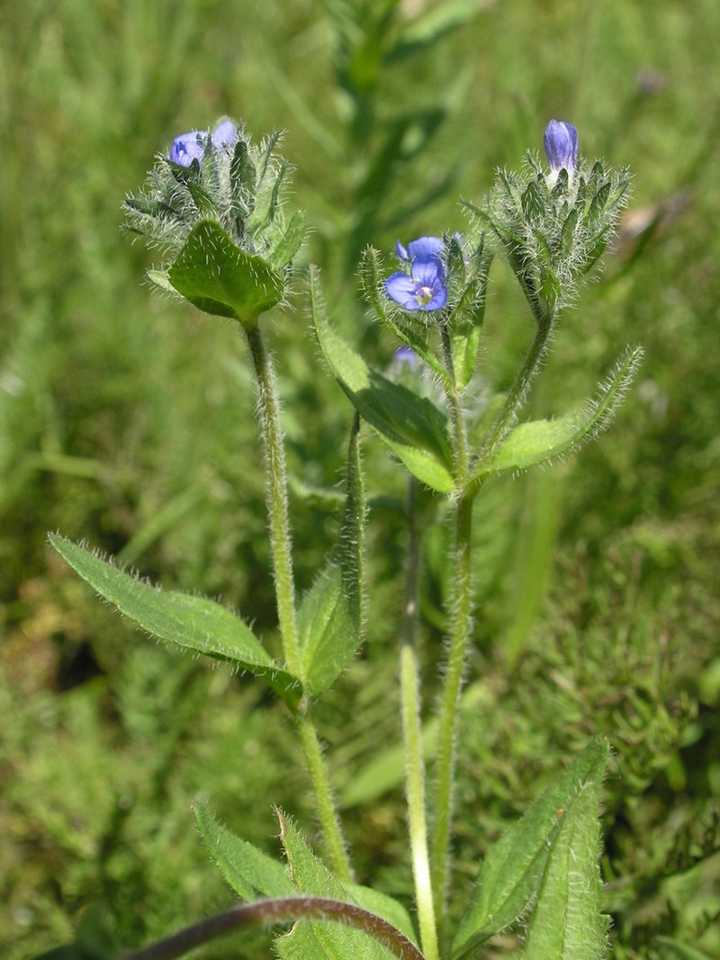 Veronica ciliata photo 5