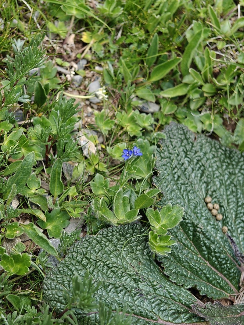 Veronica ciliata photo 6