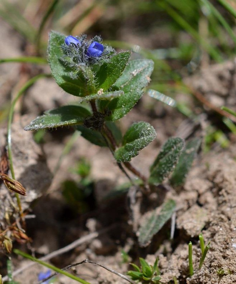 Veronica ciliata photo 7