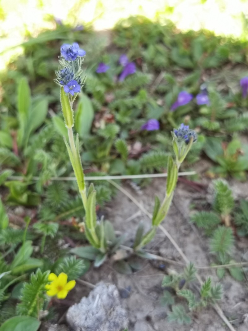 Veronica ciliata photo 8