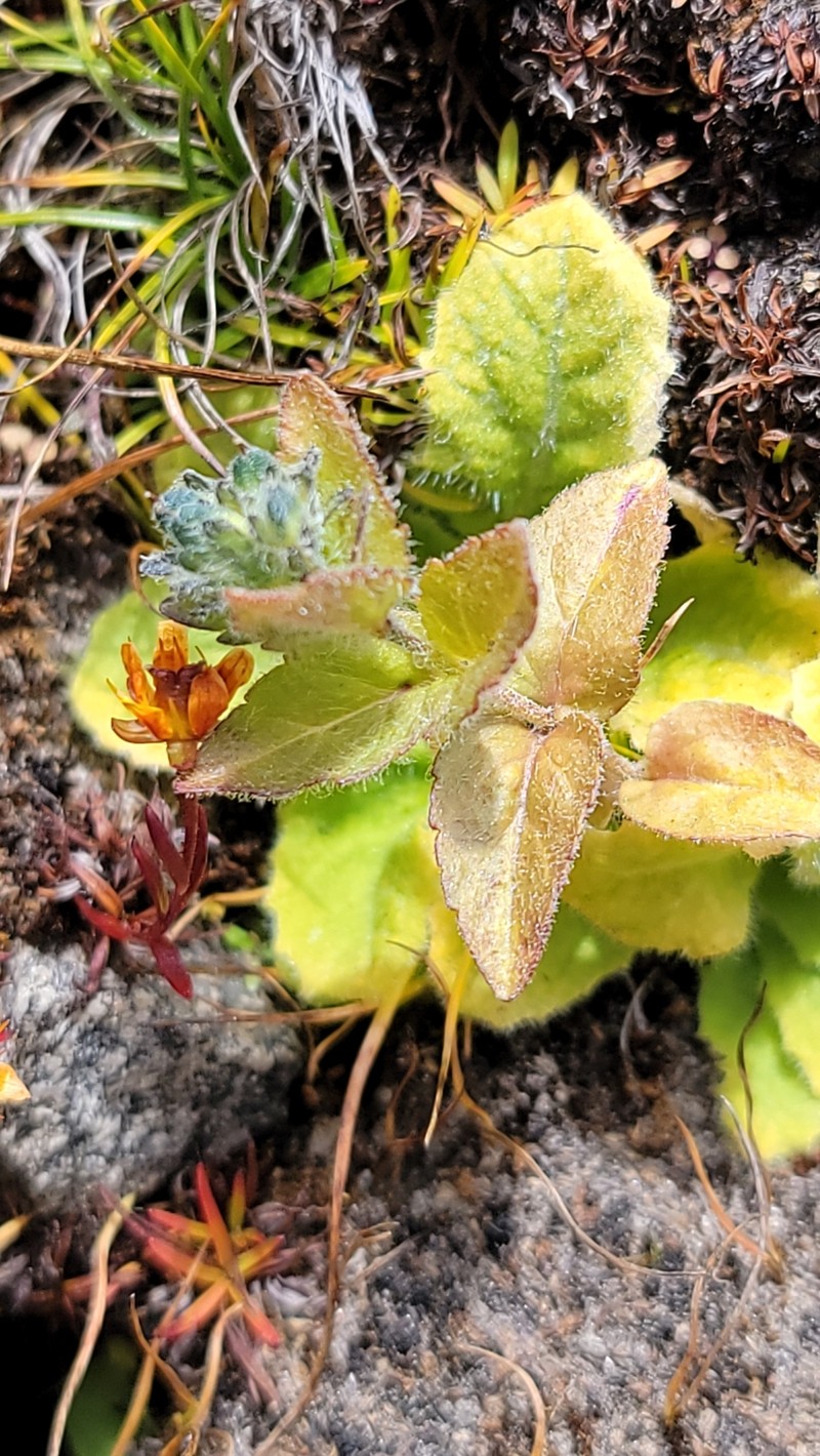 Veronica ciliata subsp. cephaloides