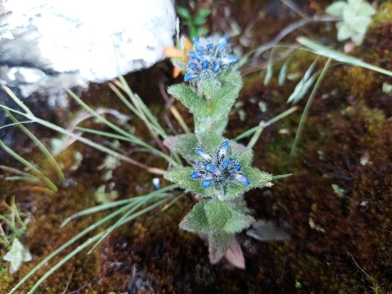 Veronica ciliata subsp. cephaloides photo 2