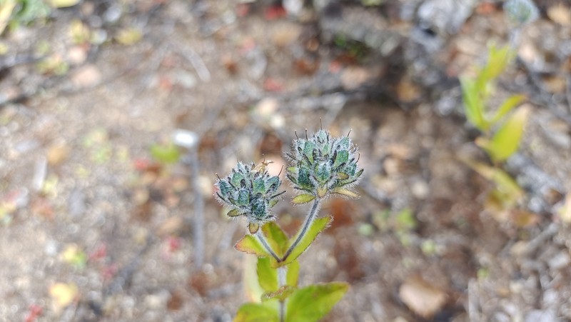 Veronica ciliata subsp. cephaloides photo 3