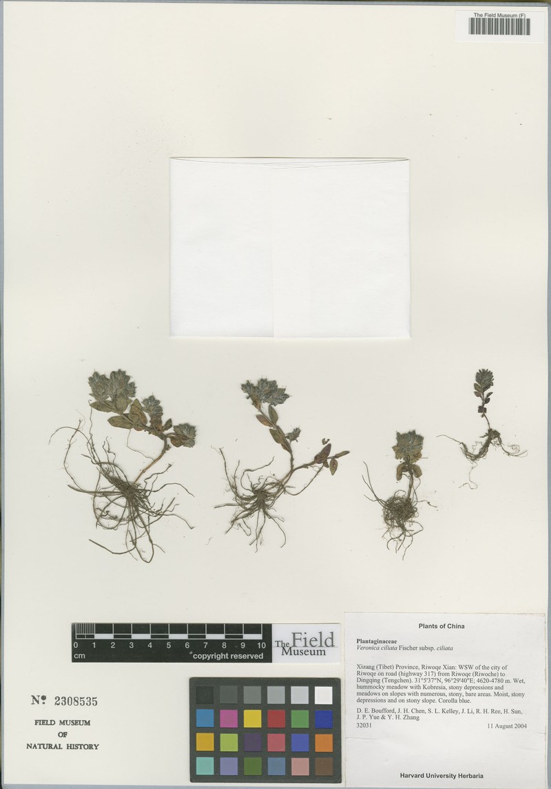 Veronica ciliata subsp. ciliata