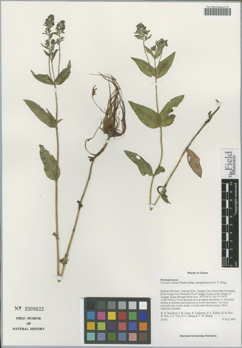 Veronica ciliata subsp. zhongdianensis
