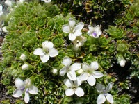 Veronica ciliolata