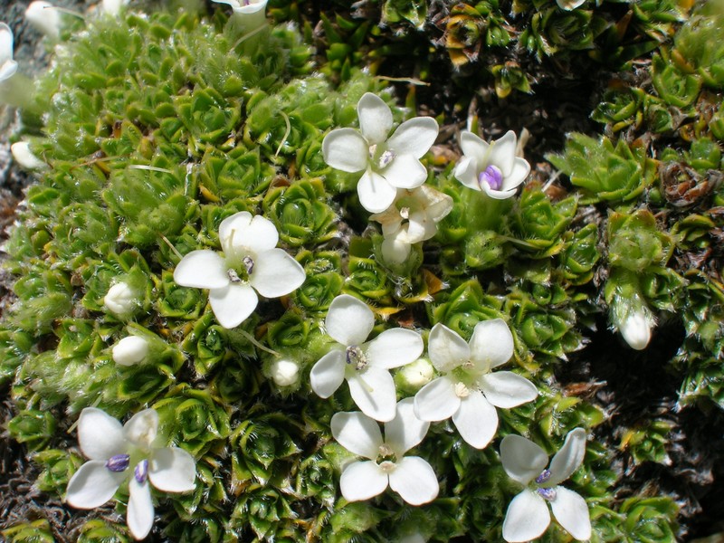 Veronica ciliolata