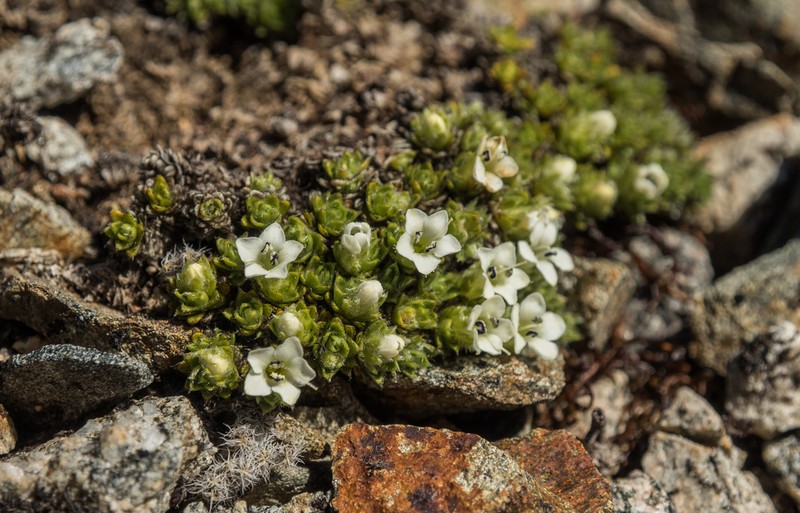 Veronica ciliolata photo 2