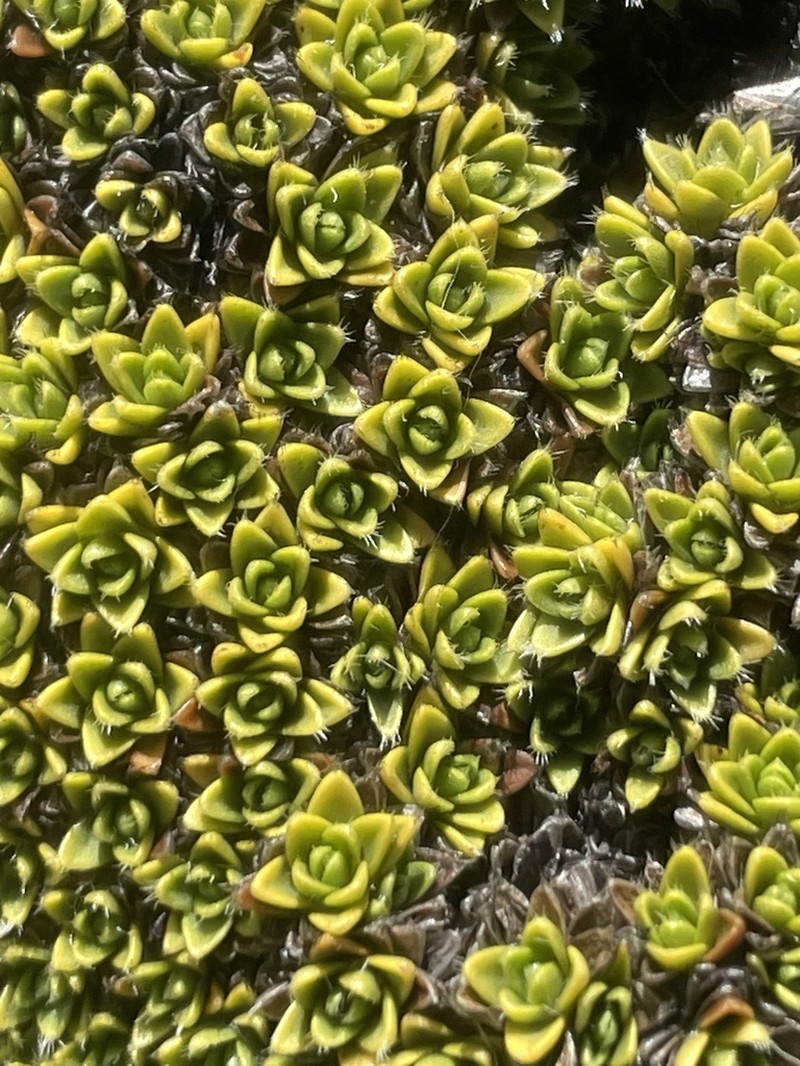 Veronica ciliolata photo 3