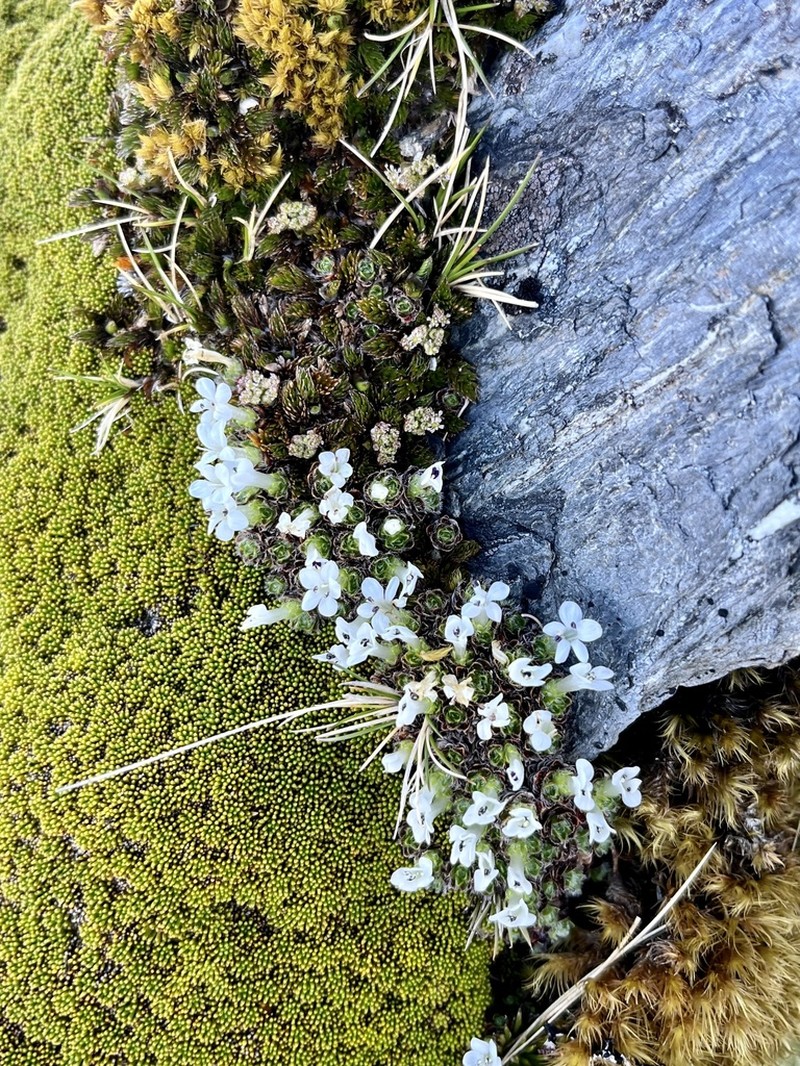 Veronica ciliolata photo 5