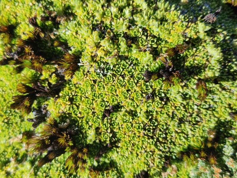 Veronica ciliolata photo 7