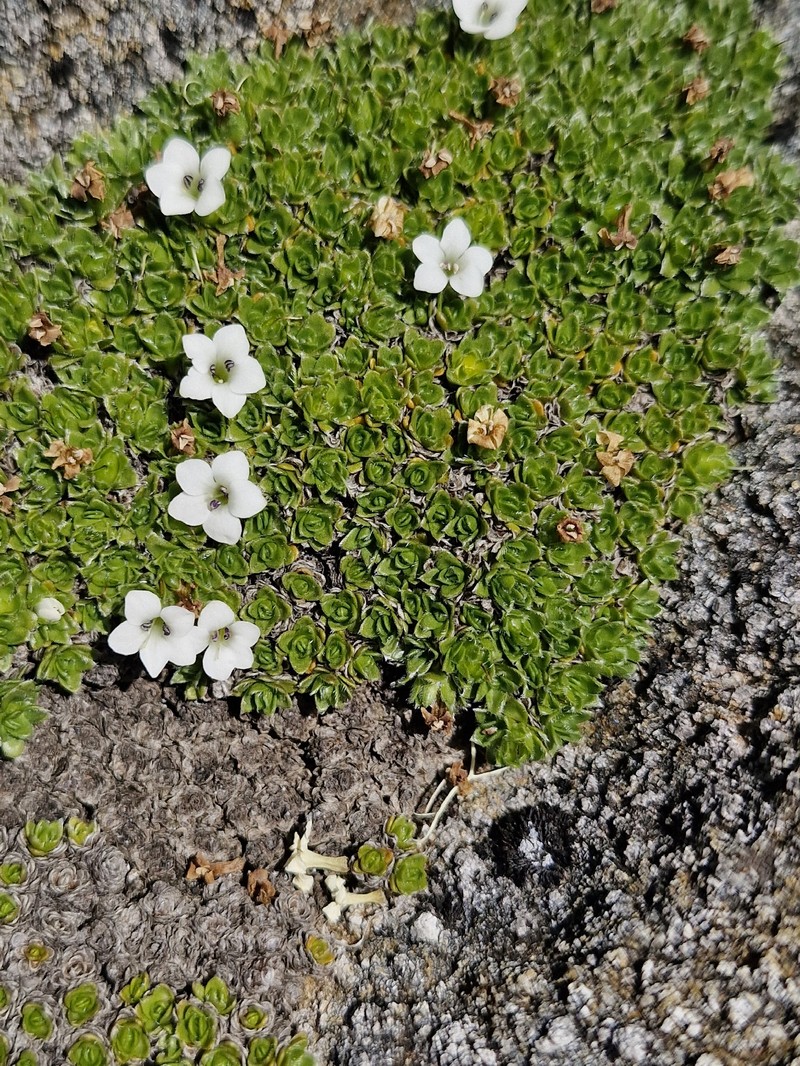 Veronica ciliolata subsp. ciliolata