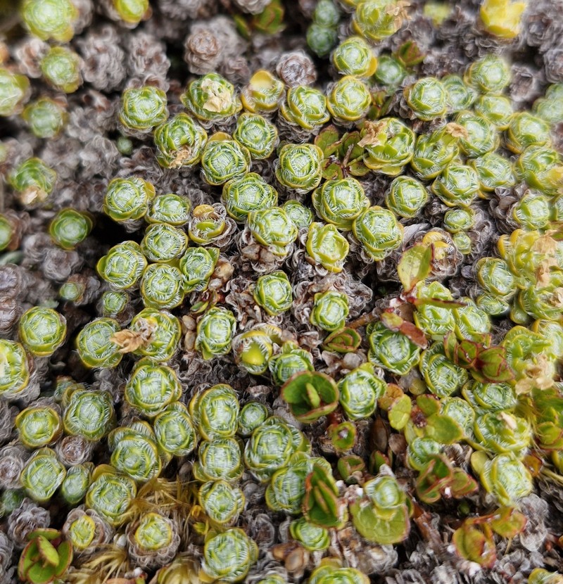 Veronica ciliolata subsp. ciliolata photo 2