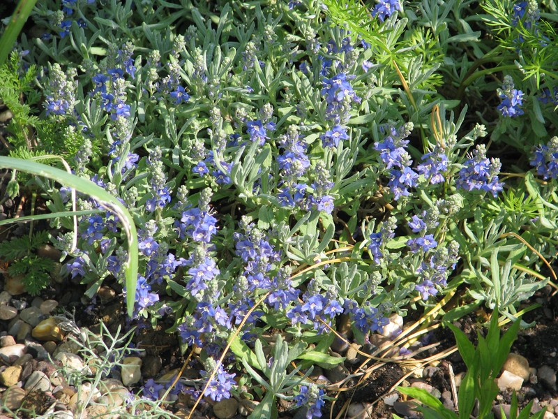 Veronica cinerea photo 2