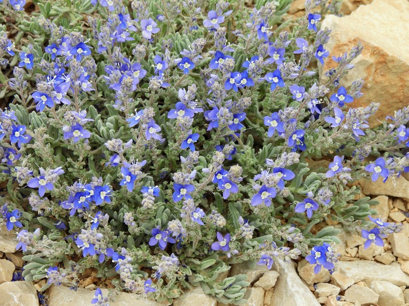 Veronica cinerea photo 3