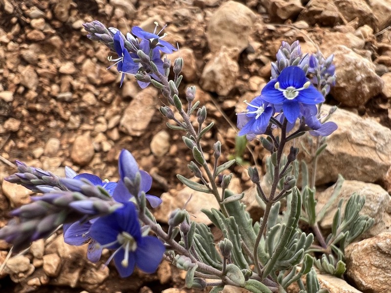 Veronica cinerea photo 4