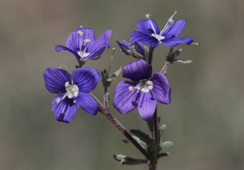 Veronica cinerea photo 5