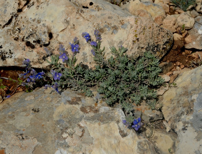 Veronica cinerea photo 6