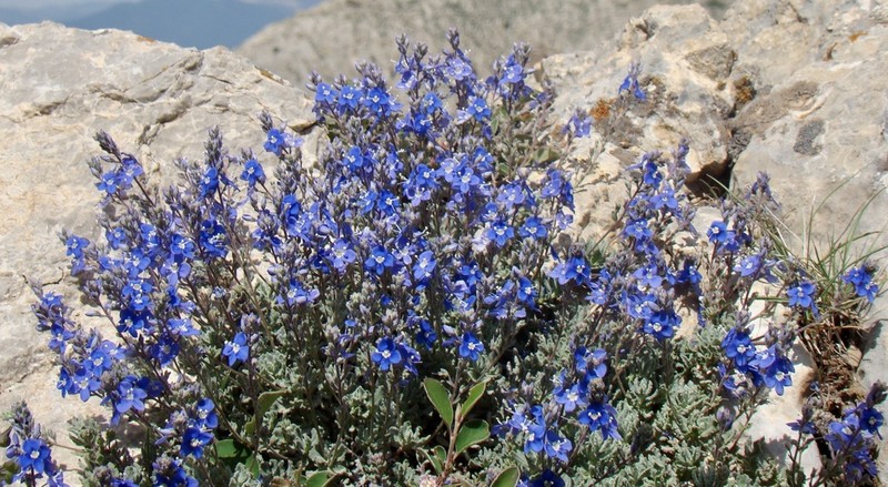 Veronica cinerea photo 7