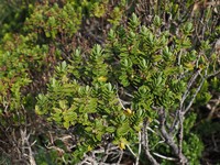 Veronica cockayneana