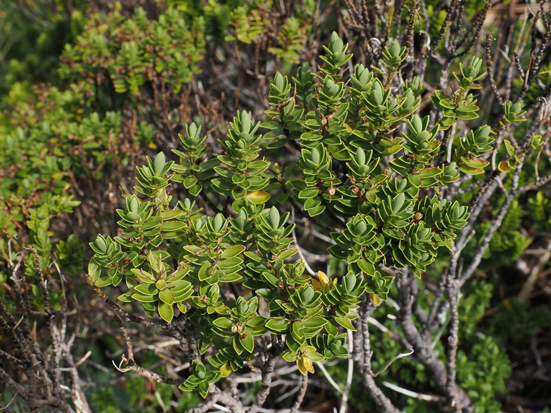 Veronica cockayneana
