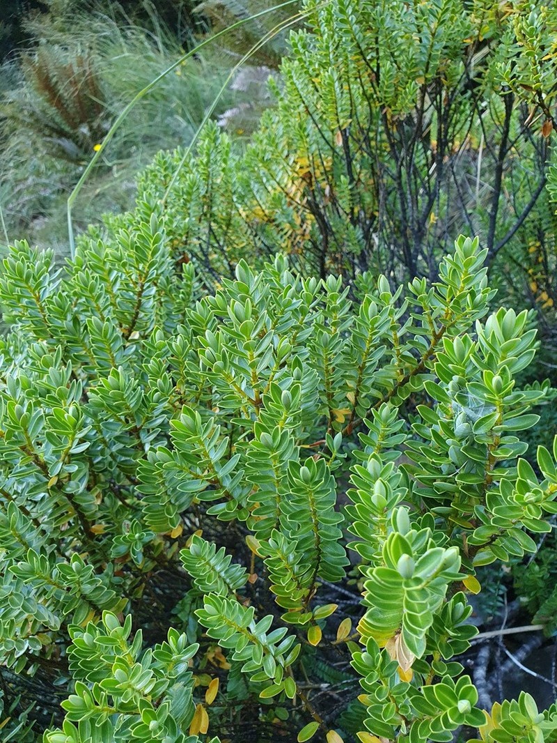Veronica cockayneana photo 2