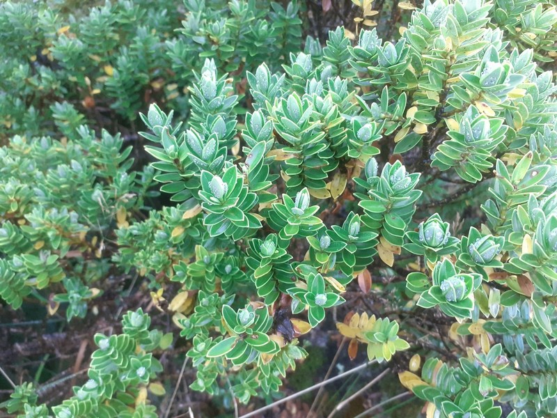 Veronica cockayneana photo 3