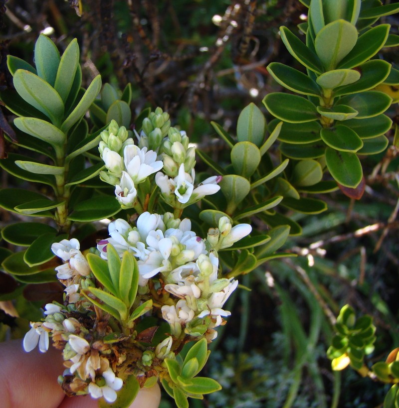 Veronica cockayneana photo 5