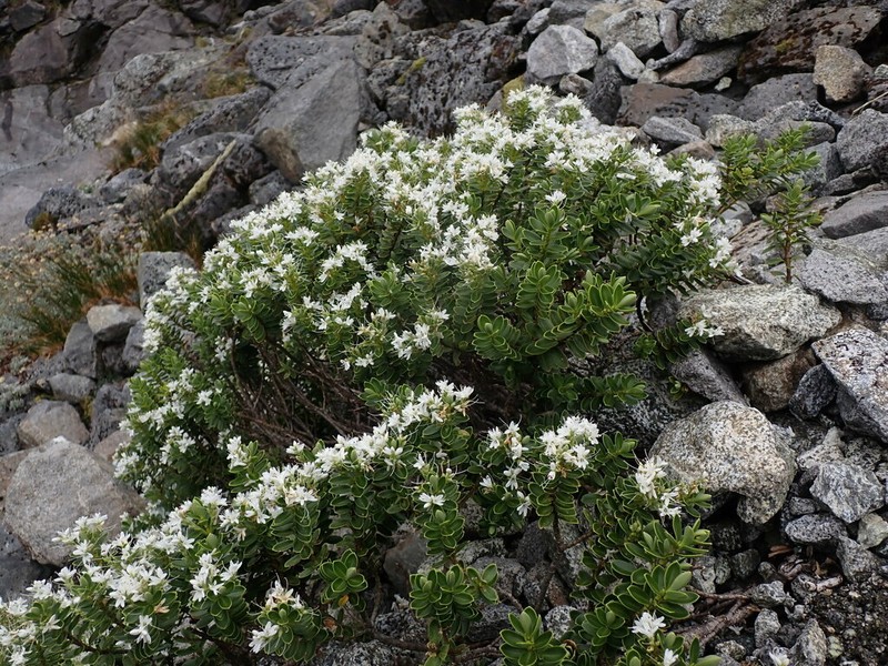 Veronica cockayneana photo 8