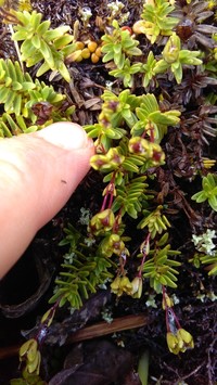 Veronica colostylis